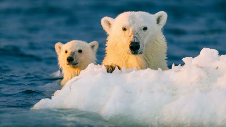 Don't Shoot the Polar Bears - Preventing War in the Arctic